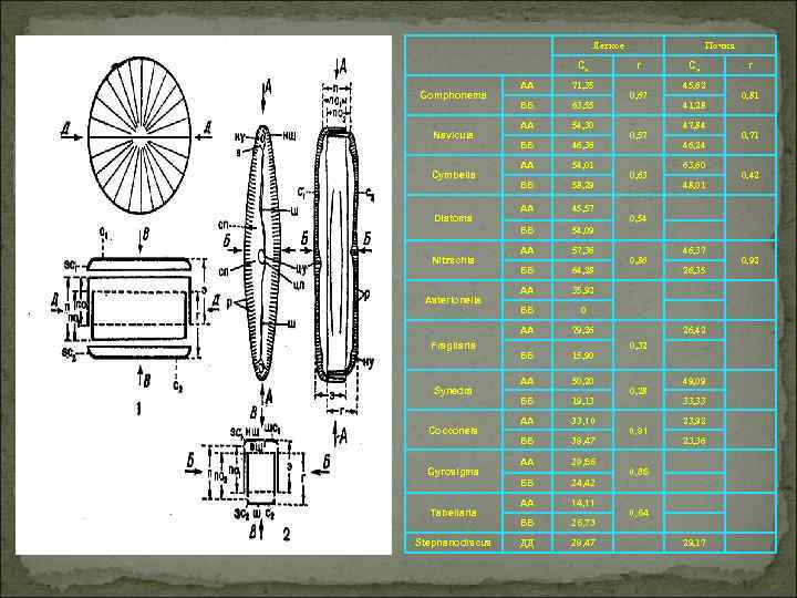 Легкое Cv Cymbella Diatoma Nitzschia Asterionella Fragilaria 71, 35 ББ 63, 55 АА 54,