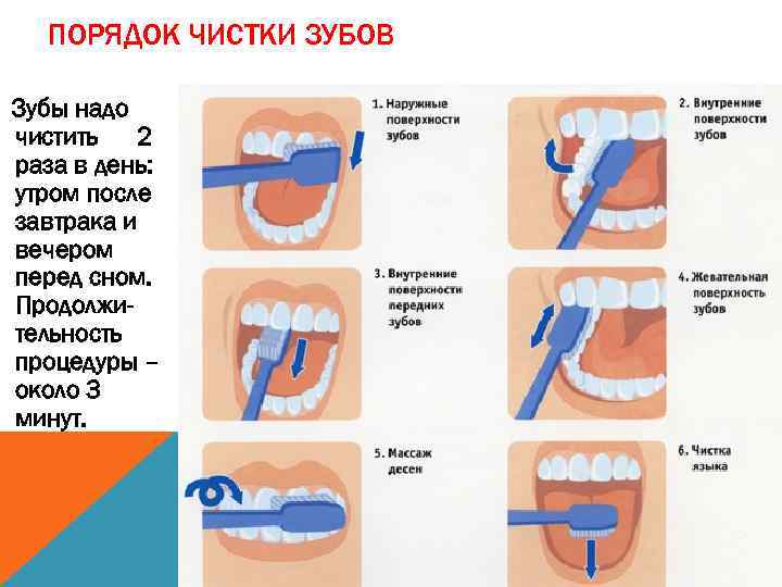 ПОРЯДОК ЧИСТКИ ЗУБОВ Зубы надо чистить 2 раза в день: утром после завтрака и