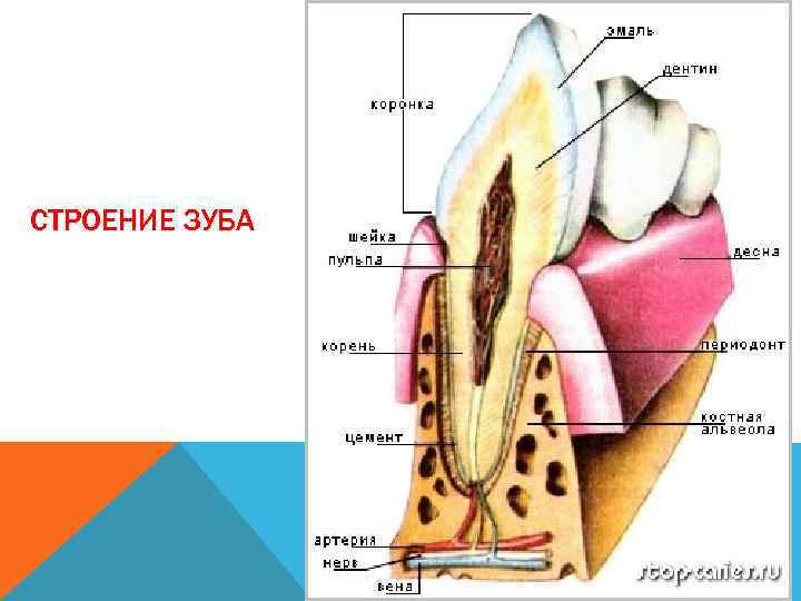 СТРОЕНИЕ ЗУБА 