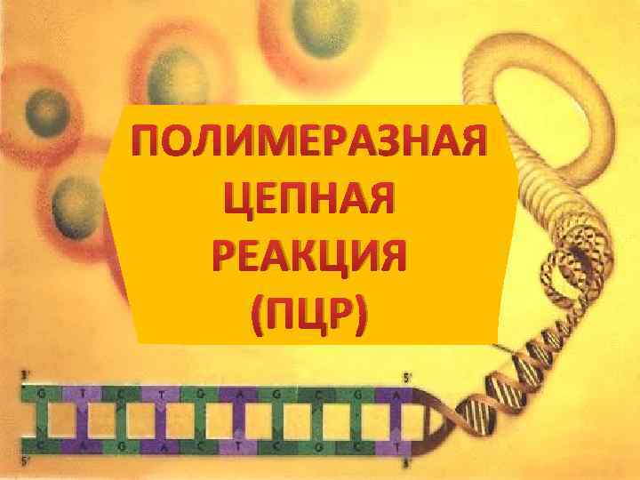 ПОЛИМЕРАЗНАЯ ЦЕПНАЯ РЕАКЦИЯ (ПЦР) 