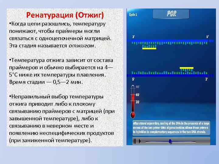 Ренатурация (Отжиг) • Когда цепи разошлись, температуру понижают, чтобы праймеры могли связаться с одноцепочечной