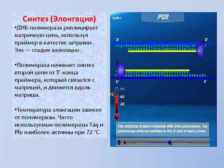Синтез (Элонгация) • ДНК-полимераза реплицирует матричную цепь, используя праймер в качестве затравки. Это —