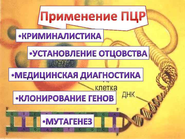 Применение ПЦР 