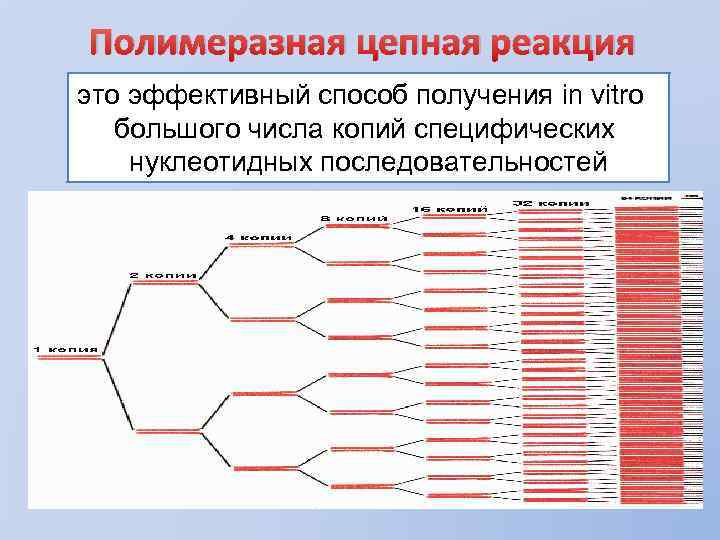 Полимеразная цепная реакция это эффективный способ получения in vitro большого числа копий специфических нуклеотидных