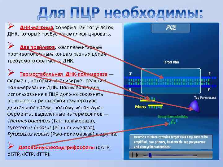 Ø ДНК-матрица, содержащая тот участок ДНК, который требуется амплифицировать. Ø Два праймера, комплементарные противоположным
