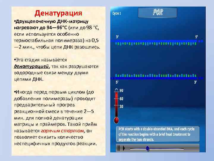 Денатурация • Двухцепочечную ДНК-матрицу нагревают до 94— 96°C (или до 98 °C, если используется