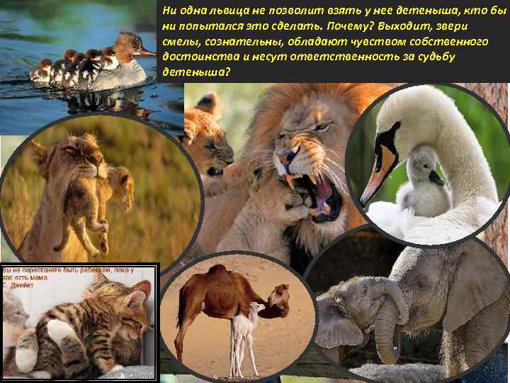 Ни одна львица не позволит взять у нее детеныша, кто бы ни попытался это
