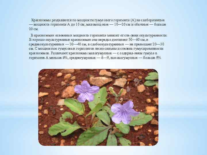 Красноземы разделяются по мощности гумусового горизонта (А) на слаборазвитые — мощность горизонта А до