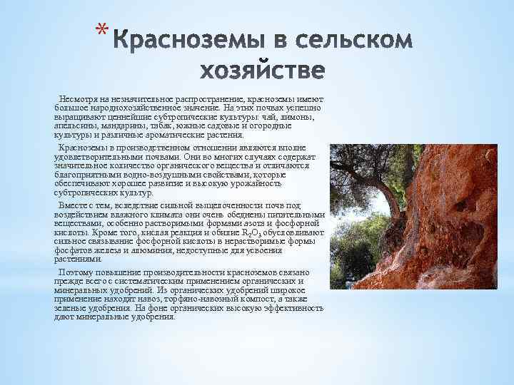 * Несмотря на незначительное распространение, красноземы имеют большое народнохозяйственное значение. На этих почвах успешно