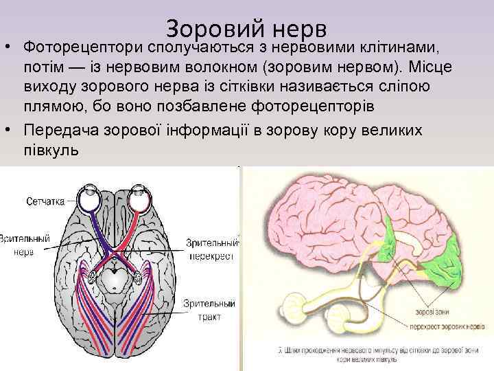 Зоровий нерв • Фоторецептори сполучаються з нервовими клітинами, потім — із нервовим волокном (зоровим