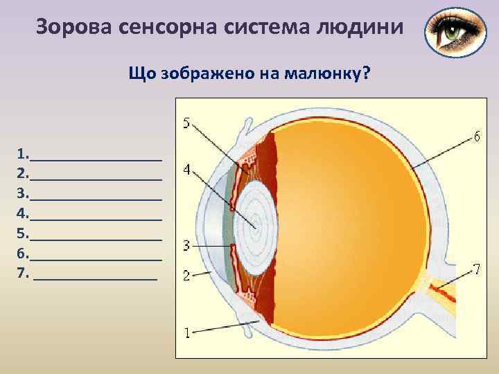 Зорова сенсорна система людини Що зображено на малюнку? 1. ________ 2. ________ 3. ________