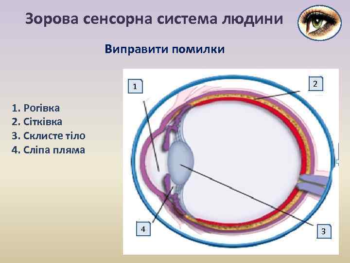 Зорова сенсорна система людини Виправити помилки 2 1 1. Рогівка 2. Сітківка 3. Склисте