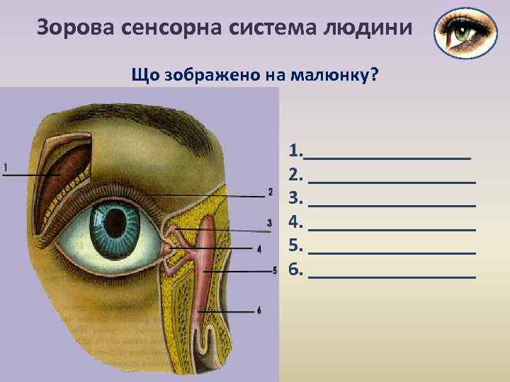 Зорова сенсорна система людини Що зображено на малюнку? 1. _________ 2. _________ 3. _________