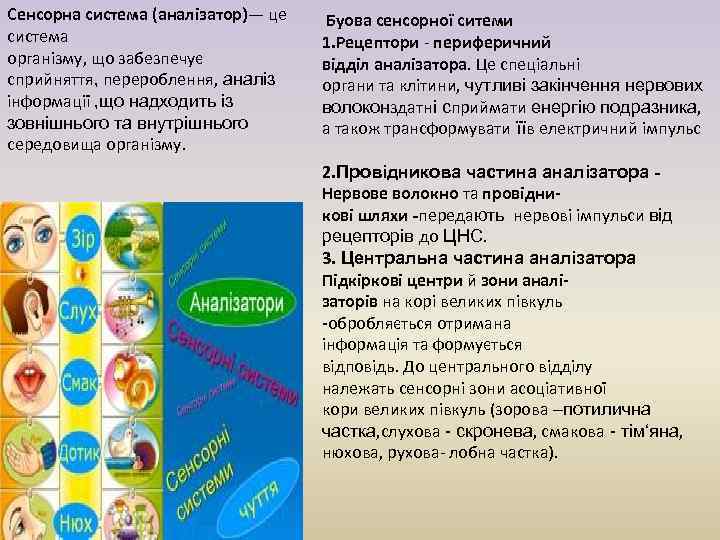 Сенсорна система (аналізатор)— це система організму, що забезпечує сприйняття, перероблення, аналіз інформації , що