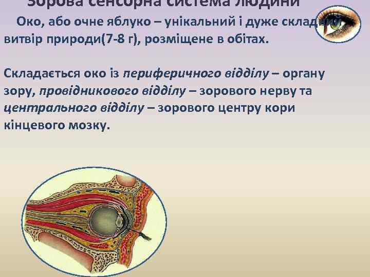 Зорова сенсорна система людини Око, або очне яблуко – унікальний і дуже складний витвір