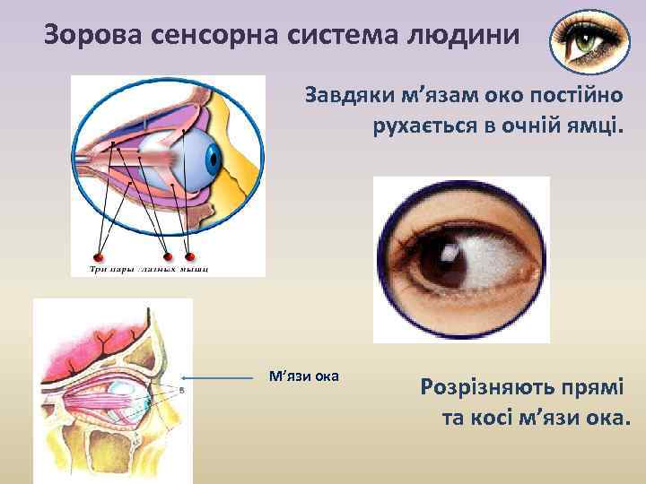 Зорова сенсорна система людини Завдяки м’язам око постійно рухається в очній ямці. М’язи ока