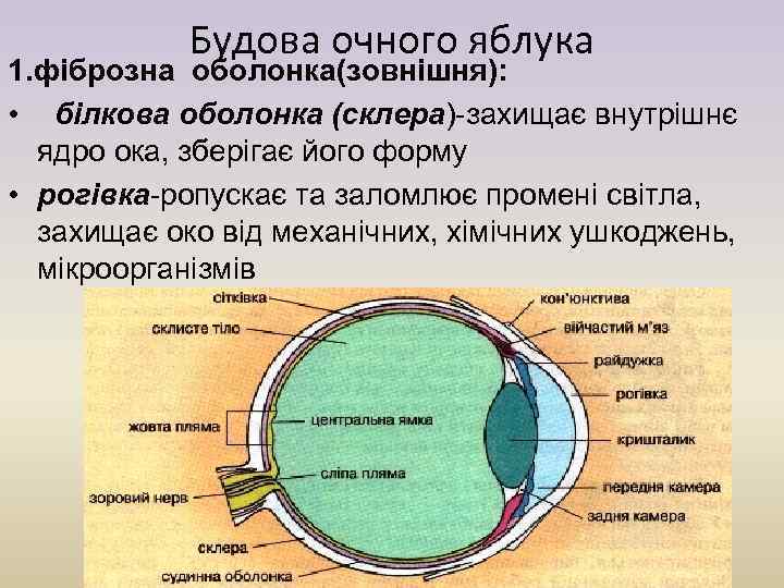 Будова очного яблука 1. фіброзна оболонка(зовнішня): • білкова оболонка (склера)-захищає внутрішнє ядро ока, зберігає