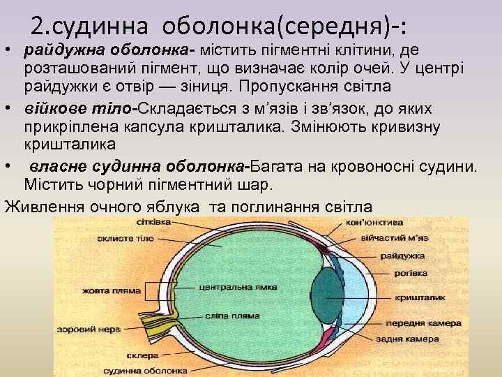 2. судинна оболонка(середня)-: • райдужна оболонка- містить пігментні клітини, де розташований пігмент, що визначає