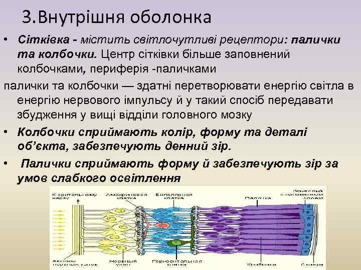 3. Внутрішня оболонка • Сітківка - містить світлочутливі рецептори: палички та колбочки. Центр сітківки