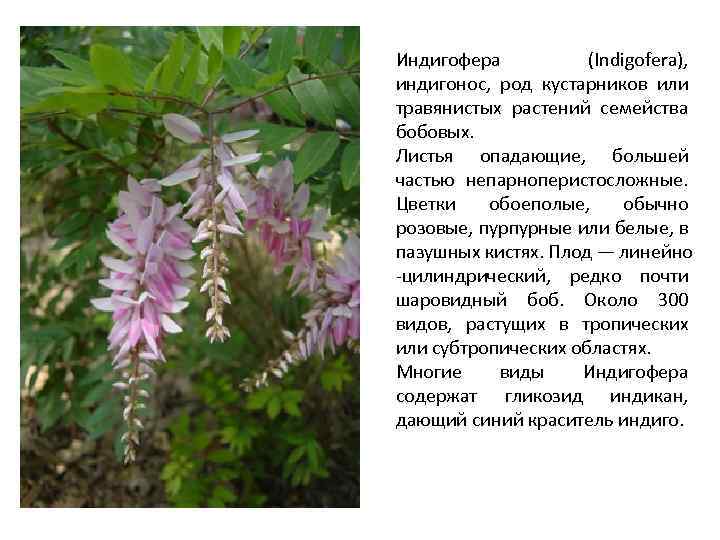 Индигофера (Indigofera), индигонос, род кустарников или травянистых растений семейства бобовых. Листья опадающие, большей частью