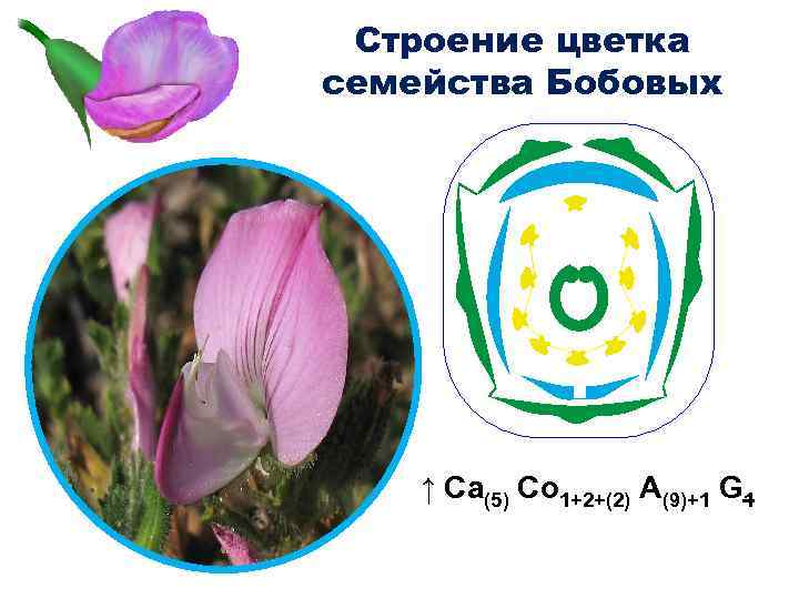 Строение цветка семейства Бобовых ↑ Ca(5) Co 1+2+(2) A(9)+1 G 1 