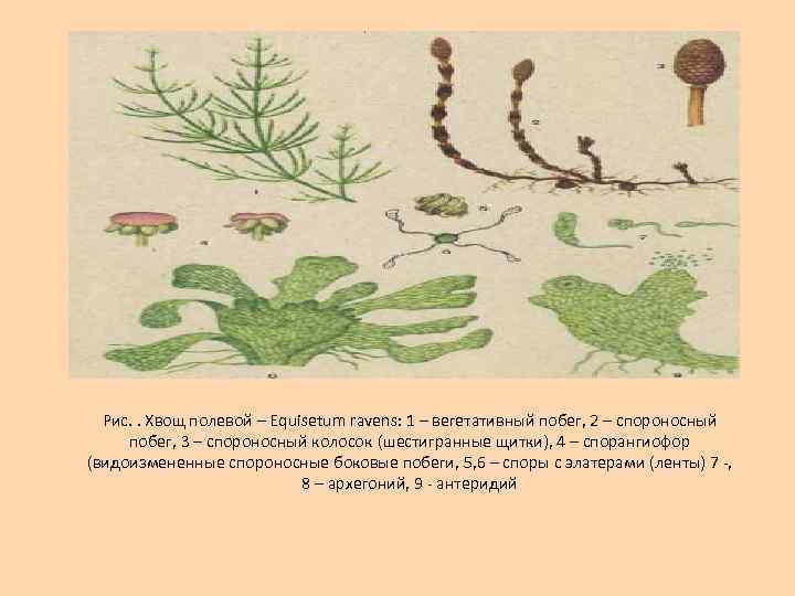 Рис. . Хвощ полевой – Equisetum ravens: 1 – вегетативный побег, 2 – спороносный