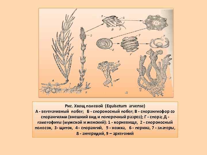 Рис. Хвощ полевой (Equisetum arvense) A - вегетативный побег; Б - спороносный побег; В