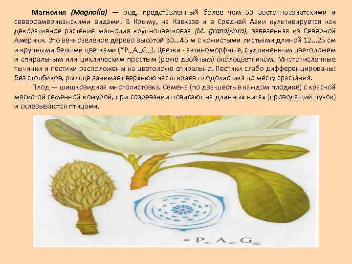Магнолия (Magnolia) — род, представленный более чем 50 восточноазиатскими и североамериканскими видами. В Крыму,