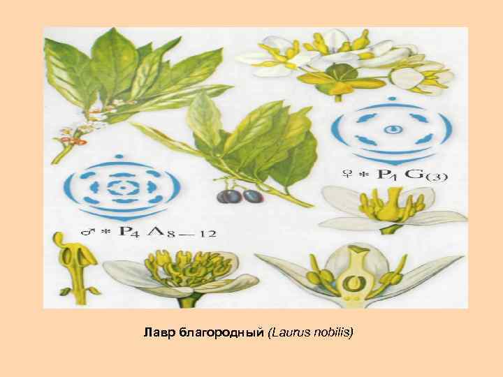 Лавр благородный (Laurus nobilis) 