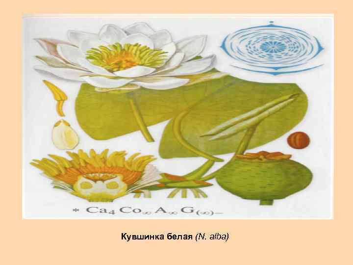 Кувшинка белая (N. alba) 