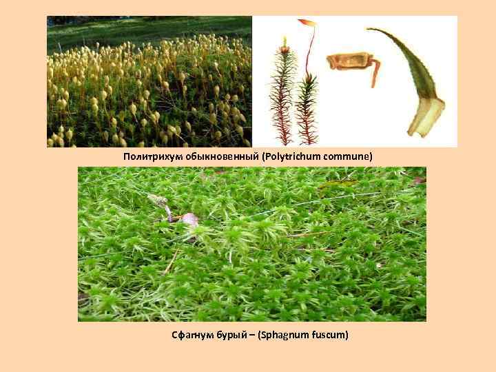 Политрихум обыкновенный (Polytrichum commune) Сфагнум бурый – (Sphagnum fuscum) 
