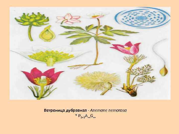 Ветреница дубравная Anemone nemorosa * P 3+3 A∞G∞ 