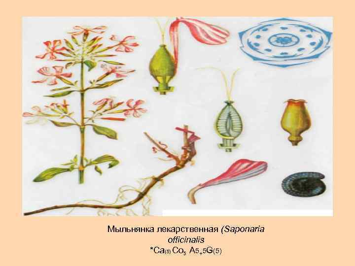 Мыльнянка лекарственная (Saponaria officinalis *Ca(5) Co 5 A 5+5 G(5) 