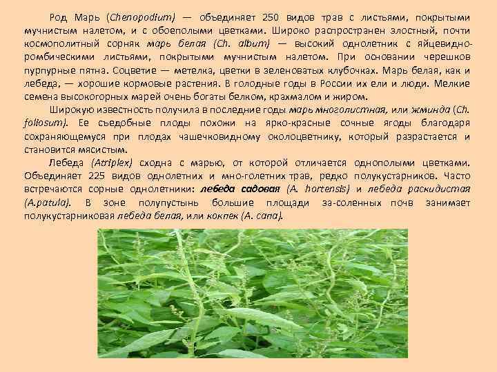 Род Марь (Chenopodium) — объединяет 250 видов трав с листьями, покрытыми мучнистым налетом, и