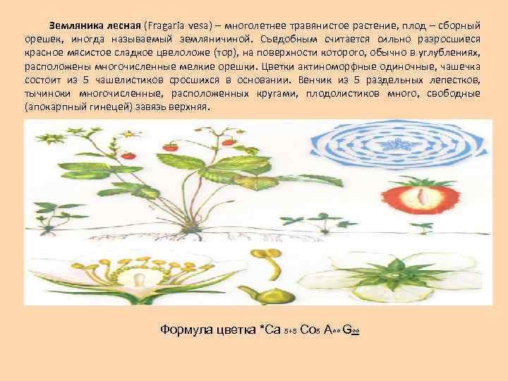Земляника лесная (Fragaria vesa) – многолетнее травянистое растение, плод – сборный орешек, иногда называемый