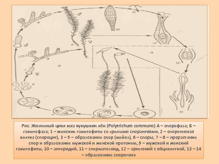 Цикл развития мха кукушкин лен схема