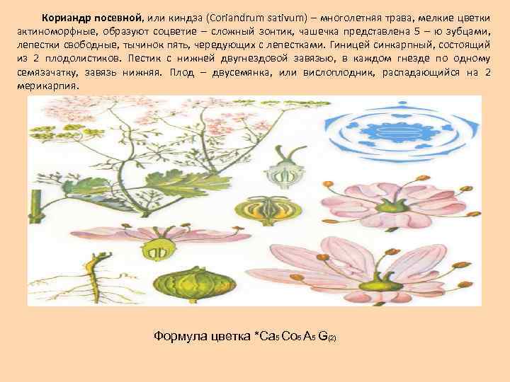 Кориандр посевной, или киндза (Соriandrum sativum) – многолетняя трава, мелкие цветки актиноморфные, образуют соцветие