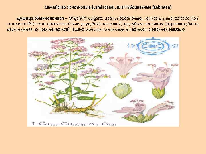 Характеристика семейства губоцветные презентация