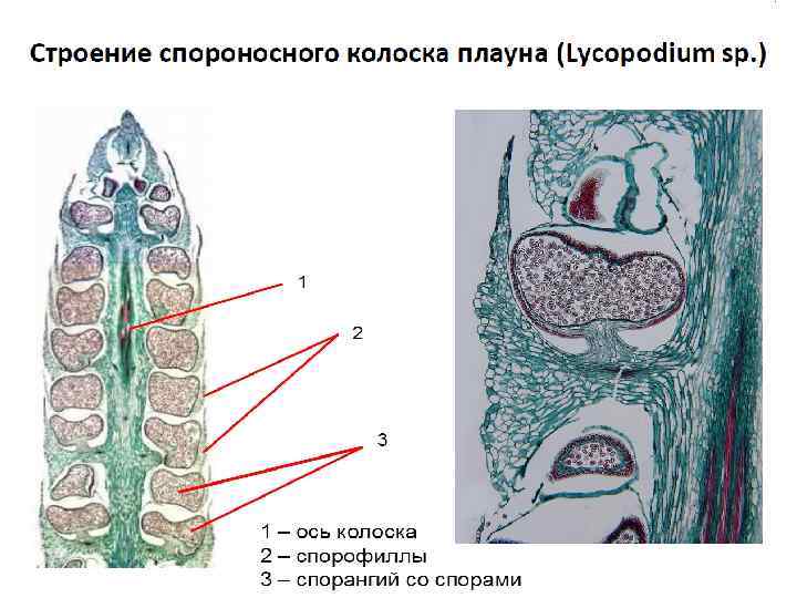 Спороносный колосок рисунок