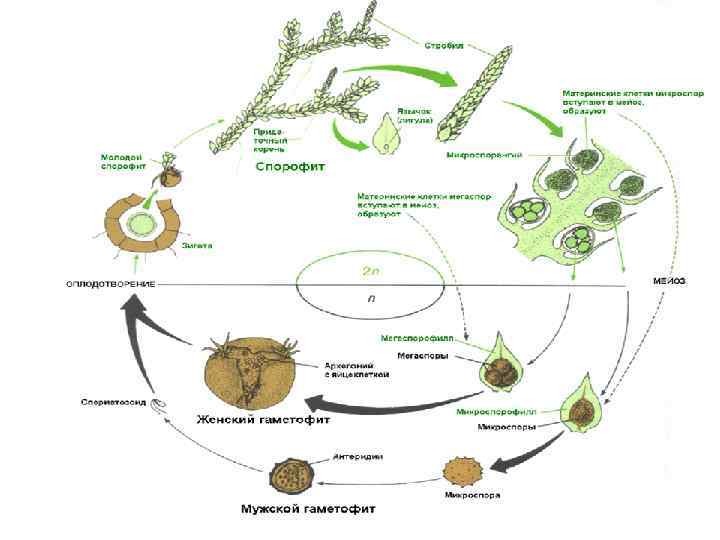 Гаметофит зеленых водорослей чем представлен