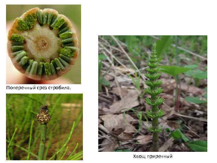 Поперечный срез стробила. Хвощ приречный 