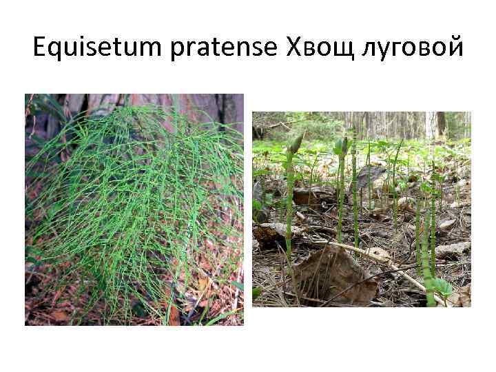 Equisetum pratense Хвощ луговой 