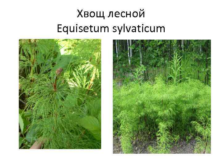 Хвощ лесной Equisetum sylvaticum 