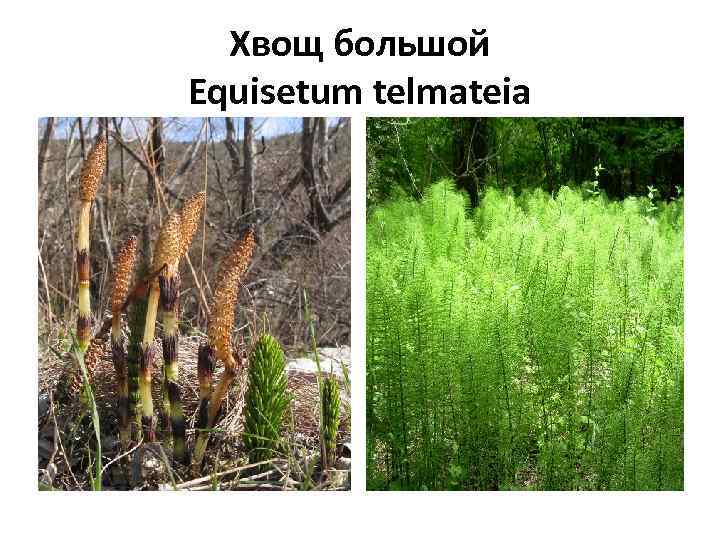 Хвощ большой Equisetum telmateia 