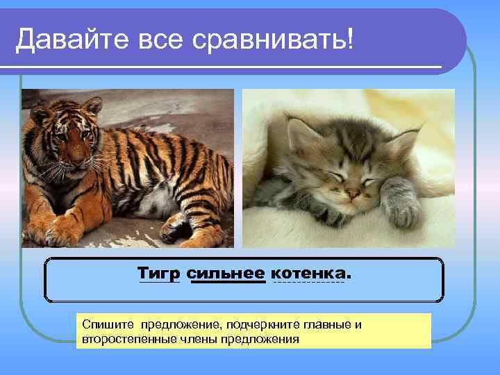Давайте все сравнивать! Тигр сильнее котенка. Спишите предложение, подчеркните главные и второстепенные члены предложения