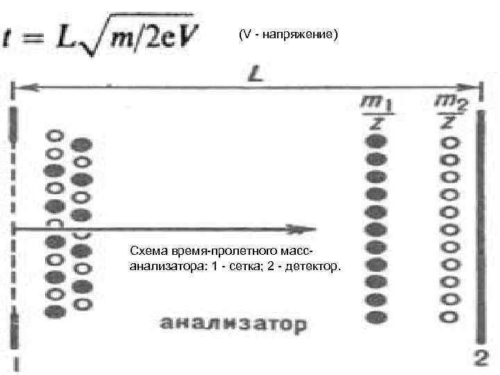  (V - напряжение) Схема время-пролетного массанализатора: 1 - сетка; 2 - детектор. 
