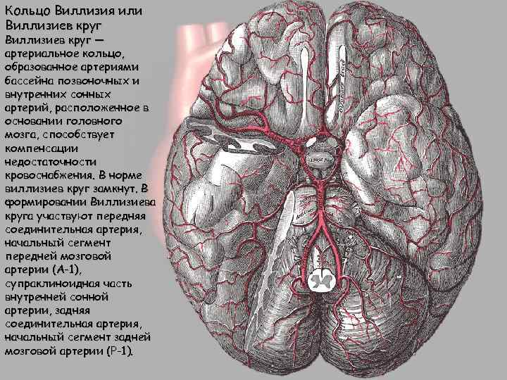 Круг виллизия анатомия. Артериальный Виллизиев круг большого мозга. Артерии основания головного мозга Виллизиев круг. Кровоснабжение мозга Виллизиев круг. Кровоснабжение головного мозга, артериальный круг большого мозга.