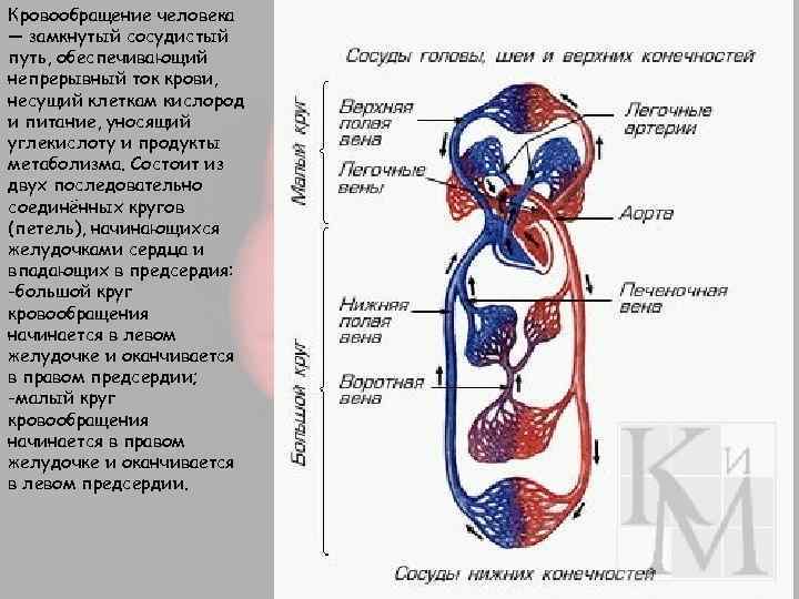 Кровообращение человека — замкнутый сосудистый путь, обеспечивающий непрерывный ток крови, несущий клеткам кислород и