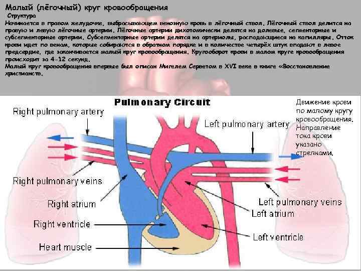 Малый (лёгочный) круг кровообращения Структура Начинается в правом желудочке, выбрасывающем венозную кровь в лёгочный