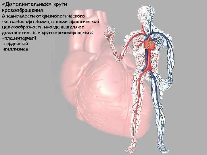  «Дополнительные» круги кровообращения В зависимости от физиологического состояния организма, а также практической целесообразности
